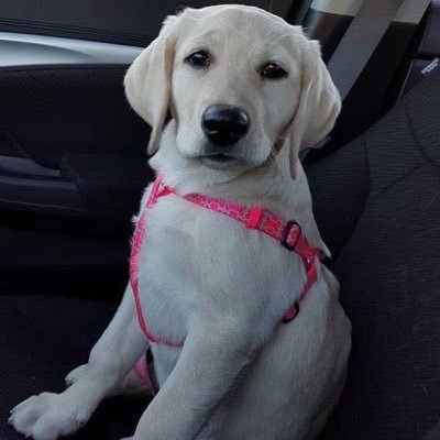 Abby082516's profile picture. 