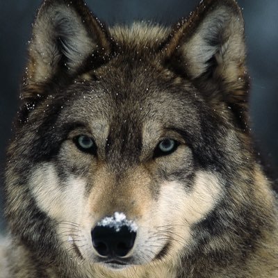 demand watermark paper ballots, voter REAL ID, hand count at the local precinct, call SOS remove all voting machines, tabulator, no online poll book. enforce EO