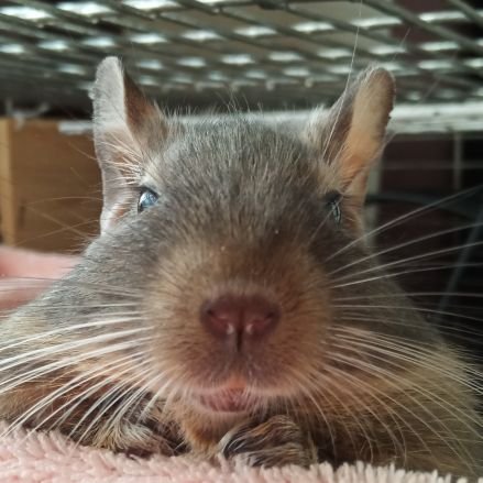 元フェレット飼いがネズミの中心で愛を叫ぶ(夫婦共同運営)
【デグー】おはぎ♀️💙(2021/8/1)ぽんず♂️🤎🤍(2021/12/15)【チンチラ】すあま♂️💜(2022/2/25)えごま♀🖤🤍(2023/11/1→🌈2024/10/28没)こめこ♀(2025/1/1)🤍【ステップレミング】♂️♀️