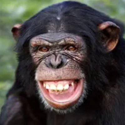 i am pursuing law at northwestern university, which is very prestigious for apes and humans alike