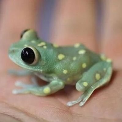 We Are A Community Of Frog Lovers🌿
🐸 | It’s not easy being green.”
🙏 | Plz Help Us Reach 1k Followers
🇺🇲 | Stay Tuned#frog #frogs #frog🐸