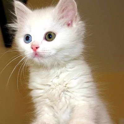 Nevasimayy's profile picture.