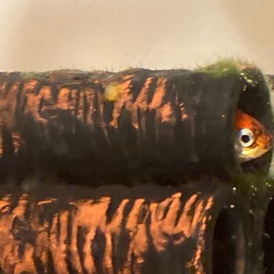 GoTothegoto_'s profile picture. ・西洋史専修大学生・年中ホームシック