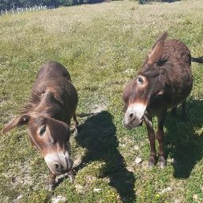 MiroslavPaja's profile picture. 