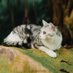 Rocky_Cat猫 (@supperrocky) Twitter profile photo Rocky_Cat猫 (@supperrocky) Twitter profile photo