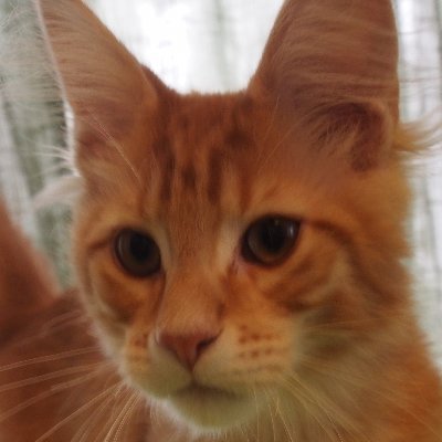 BelovedDragolgo's profile picture. jibac2 on twitch