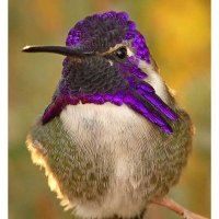 Hummingbird lover(@Hummingbirdlo12) 's Twitter Profile Photo