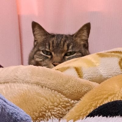 S_Liar2134's profile picture. つぶやくだけ フォロー、いいね、リプご自由に 寝不足 ｼｬｶｲｼﾞﾝ