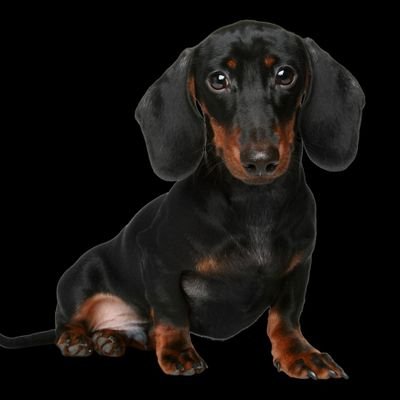Welcome to #Dachshundgang🔽
We Share Dachshund Contents🔽
Follow Us @dachshundgang_💗