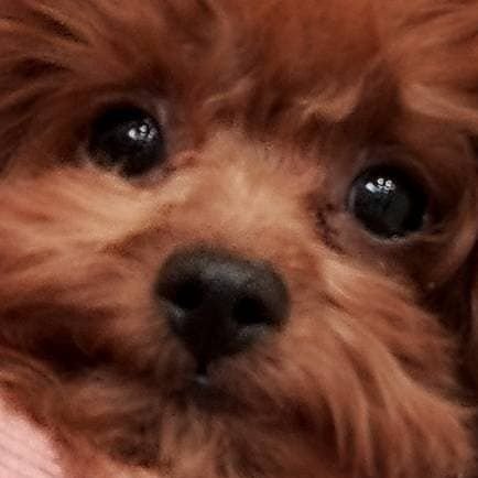 yuhei_sakaba's profile picture. アジャイルな働き方を目指して13年目、犬と家系ラーメンとSOUL'd OUTが好きなオッサン