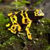 Yellow Frog 🌲✝️ (@yellowfrog03) Twitter profile photo Yellow Frog 🌲✝️ (@yellowfrog03) Twitter profile photo