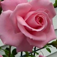 mert (@mehmet_ugurelli) 's Twitter Profile