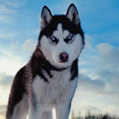 Welcome to @huskyloversclub we shere
daily #husky Related Contents Follow us if you really love Husky