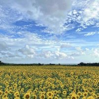 Şükran Hekimoğlu (@hekimoglusukran) 's Twitter Profile Photo