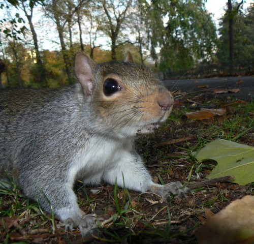 meadowssquirrel's profile picture. I'm a grey squirrel with GSGSOH and live by the Meadows, Edinburgh. I watch the world go by and eat nuts