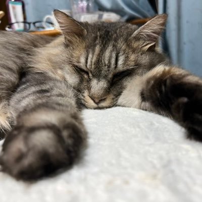 金の成る木から始まり多肉植物にハマり始めてかれこれ10年位⁉️だけど、エケやハオなどはまだまだ未熟な私ですが宜しくお願いします🤗