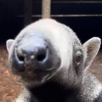 Lãce (@mainkrafts) 's Twitter Profile