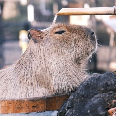 Ⴛ̅̀ㄜ˝₹さんのプロフィール画像
