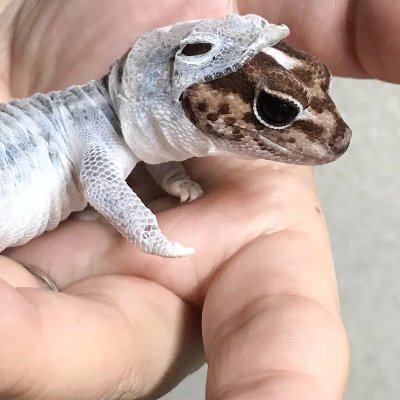 smolbags's profile picture. dont use twitter