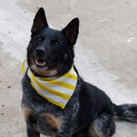 Diesel Dog (@putsk81) 's Twitter Profile