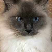 mai@ゲームポイ活挑戦中 (@shellshiro) 's Twitter Profile
