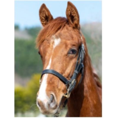 cocatoris's profile picture. 競馬🏇出資歴:ホームアンドドライ、マードラド（地方へ）🏇サヴマ🏇フラッシングジェム24🏇セイリングホーム24🐎マラクート24🐎ちいかわ関連はコミュニティに🐰&🦀RB大宮は快進撃を期待⚽️