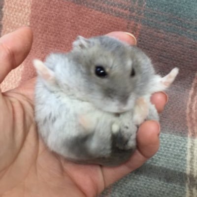 BABYGAMEFAN's profile picture. 구독계입니다. 천천히 성장하는 중. 립구 조아합니다. 뜨개도 좋아합니다.