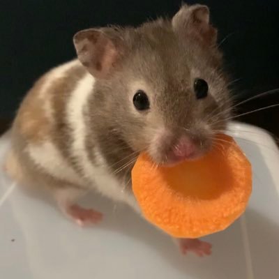 ゆきちさんのプロフィール画像
