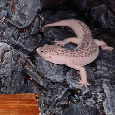RingoGecko's profile picture. 創作が趣味です！レオパ飼育してます。