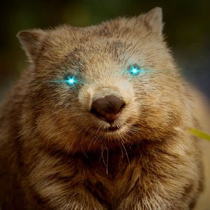 LiberalWombat Profile Picture