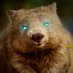 Liberal Wombat is on Bluesky (@LiberalWombat) Twitter profile photo