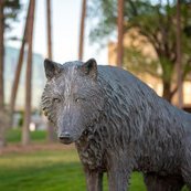 The UNM FIRST program is funded by the NIH Common Fund’s Faculty Institutional Recruitment for Sustainable Transformation (FIRST) program.