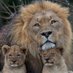 Lion Cub Father (@lioncubfather) Twitter profile photo Lion Cub Father (@lioncubfather) Twitter profile photo