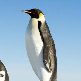 sin0505's profile picture. 大阪在