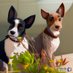 Hepsta&Leeloo 🐶🐶 (@the_hepsta) Twitter profile photo Hepsta&Leeloo 🐶🐶 (@the_hepsta) Twitter profile photo