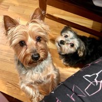 Callie, Toby and Snowball 🐰 (@hersh_ted) 's Twitter Profile Photo