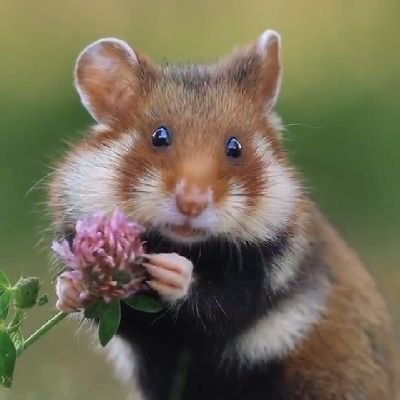 ChhechuMaria's profile picture. 