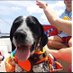 Rick Wilson’s Dog (@scchumer) Twitter profile photo Rick Wilson’s Dog (@scchumer) Twitter profile photo