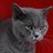 simtongnim's profile image