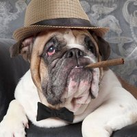 The Dogfather Of Alexandria (@ofdogfather) 's Twitter Profile