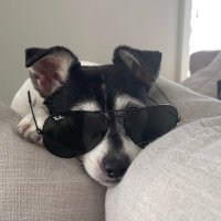 Arnie The Dog(@Arnie_Dog) 's Twitter Profile Photo