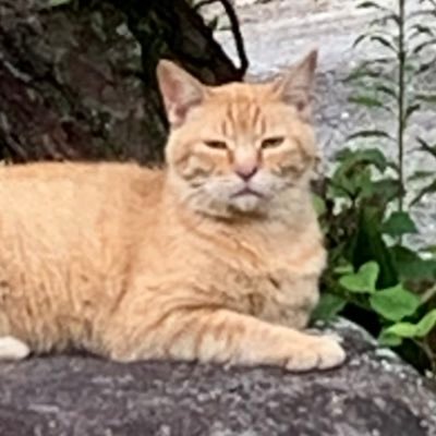 SpDarkgreen's profile picture. ぽかメイト。ランボー。⚠️ぽかぽか放送中はつぶやきが多くなるアカウント。