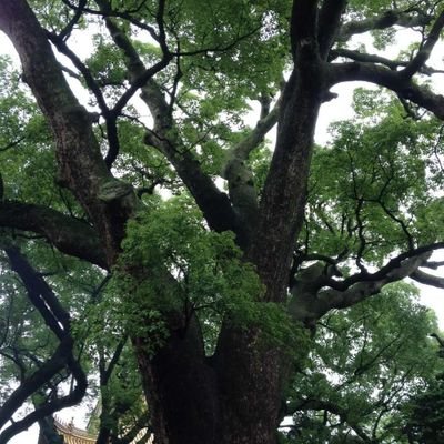 vivekasukha's profile picture. 泱泱华夏