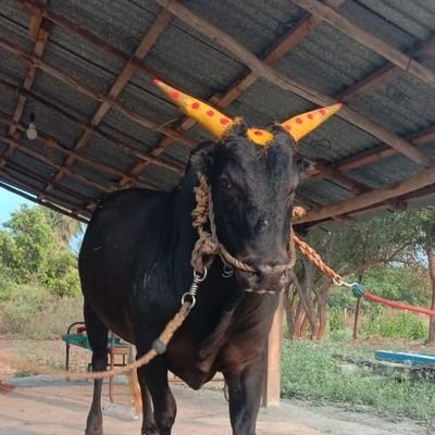 Raj46674768's profile picture. jj