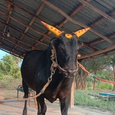 Raju Profile