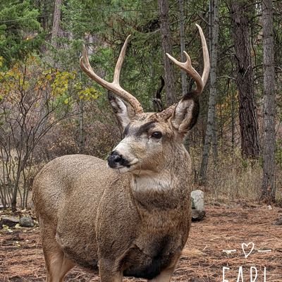 Tech geek, science & critters are the coolest 🤓, living extremely rural & I 💙#Seahawks! 
#deer #birds #snakes #tech  #ChronicPain #NOH8 she/her