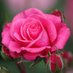 Flower (@dafie_elsh) Twitter profile photo Flower (@dafie_elsh) Twitter profile photo