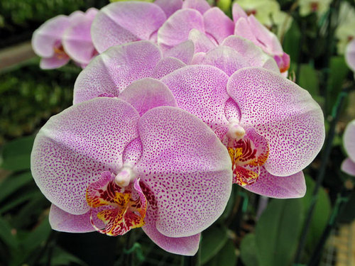 TurtlePondEtc's profile picture. We specialize in shipping Wholesale Orchids via FedEx/UPS anywhere in the country...one case at a time! #OrchidGrowers #WholesaleOrchids