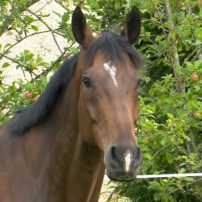 TheHorseIE Profile Picture