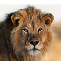 AliPNF (@aliadamppm) 's Twitter Profile